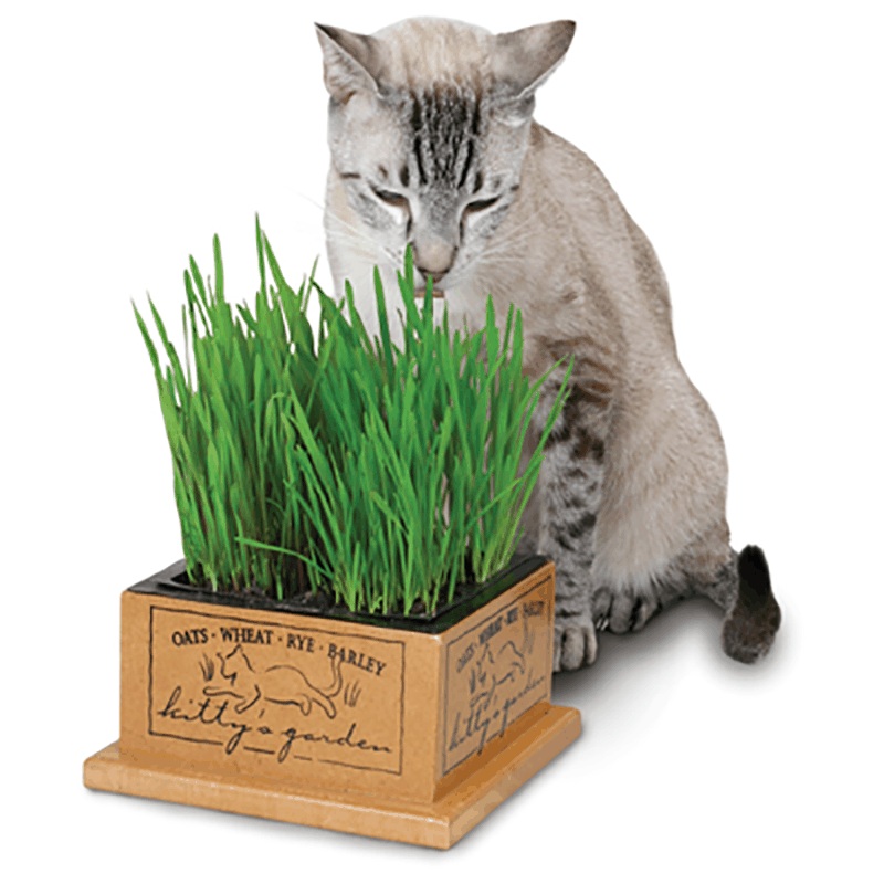 Pioneer Pet Kitty’s Garden Edible Grass
