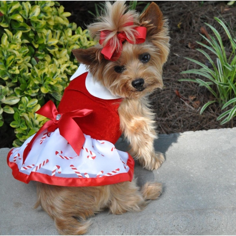 Candy Canes Holiday Dog Harness Dress