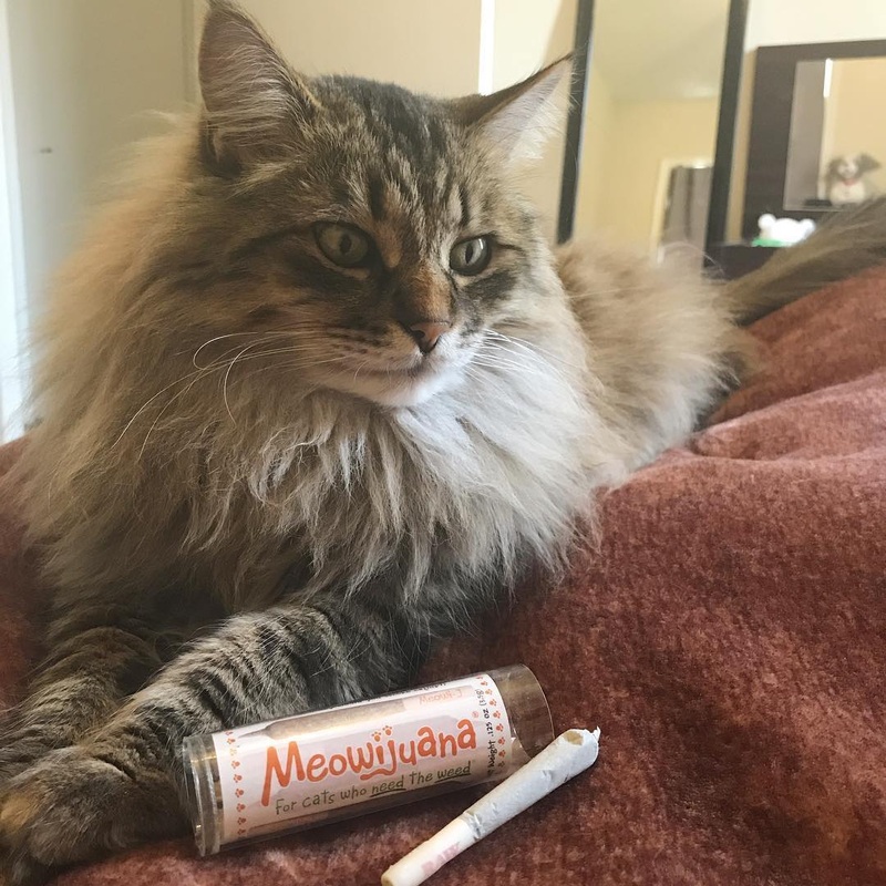 Meowijuana Catnibas Meowy J’s 7G