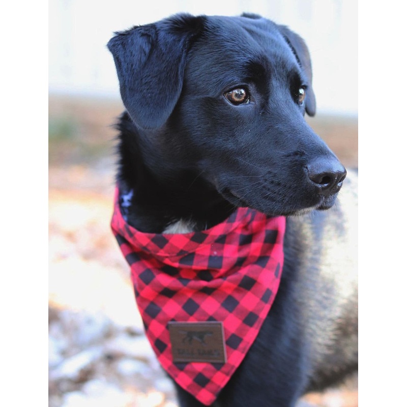Tall Tails – Plaid Red Bandana