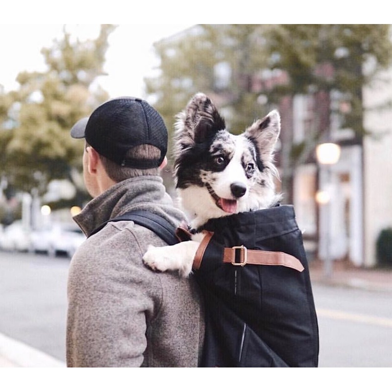 The K9 Sport Sack URBAN-Medium