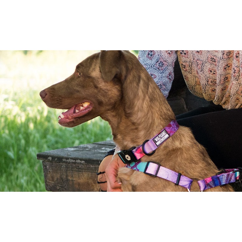 Wolfgang Day Dream Leash 6′