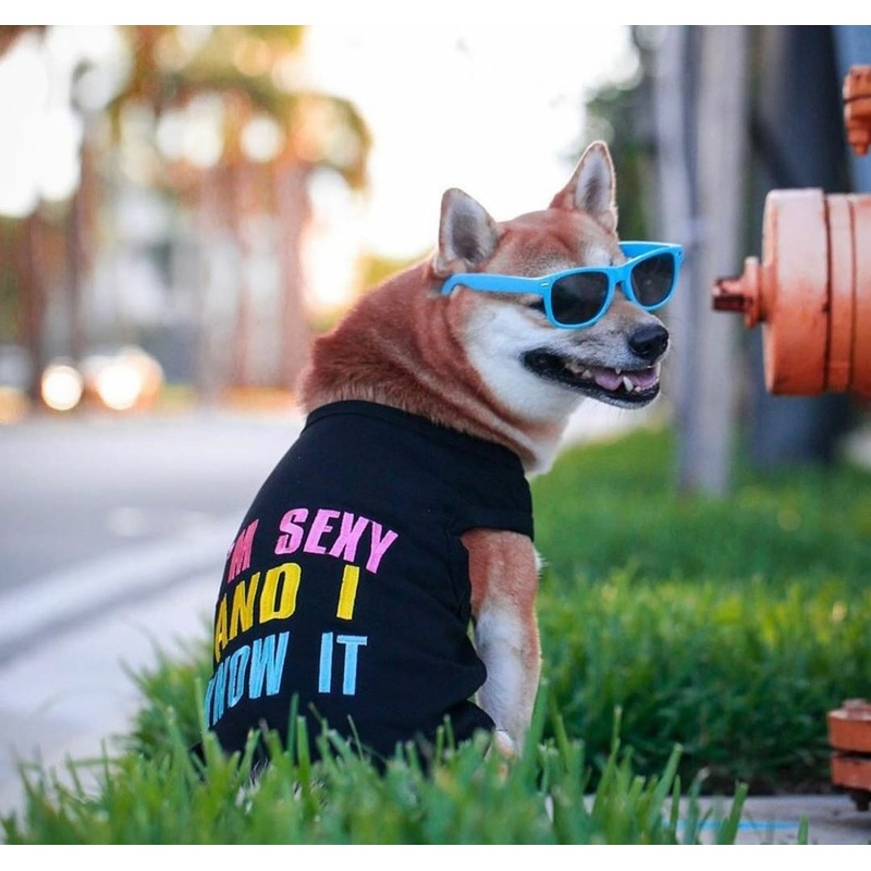 Parisian Pet Sexy And I Know It Dog & Cat T-Shirt