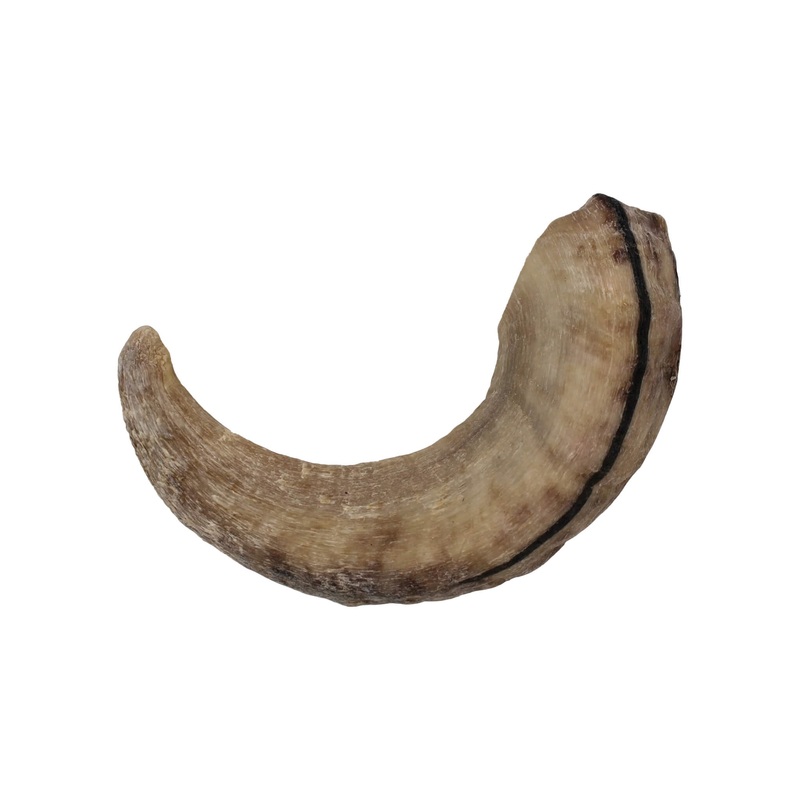 Icelandic+ Lamb Horn Dog Chew|Large 6.5 inch