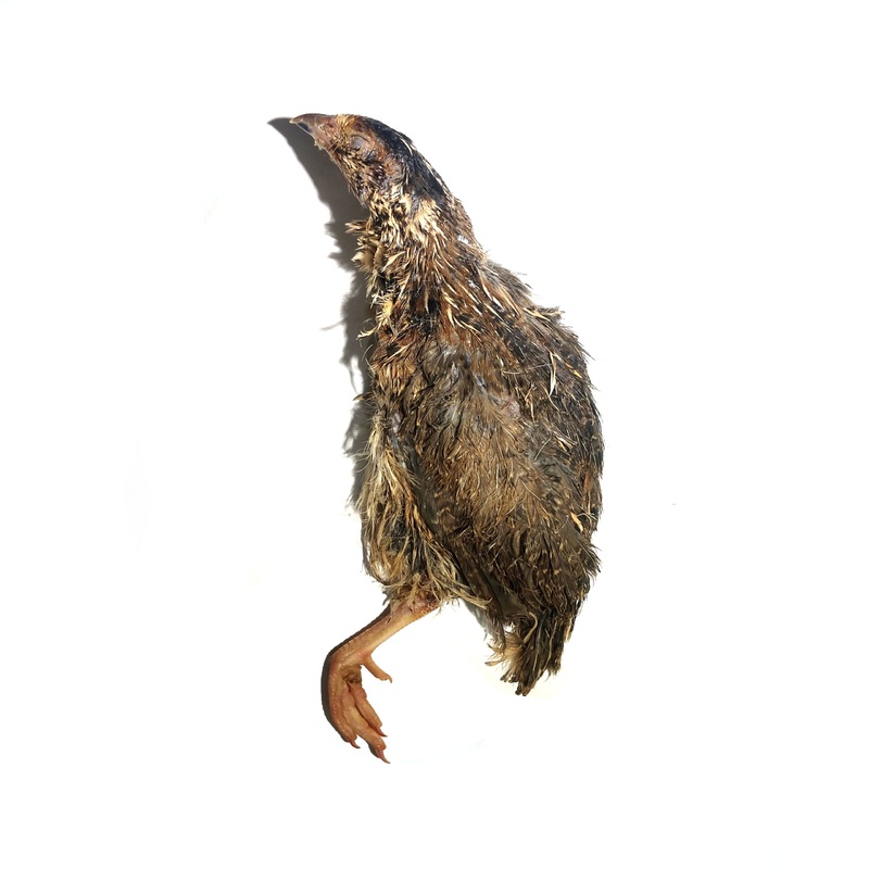 Savage Cat Food Split Quail|6 oz  2 Pack