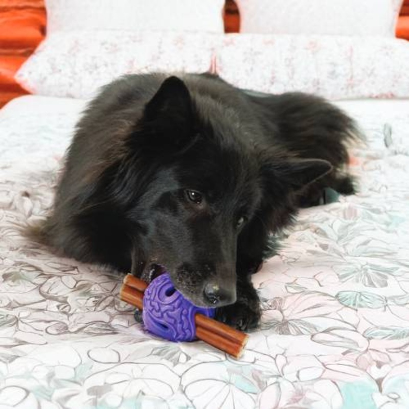 KONG Squeeze Flex Balls Dog Toy