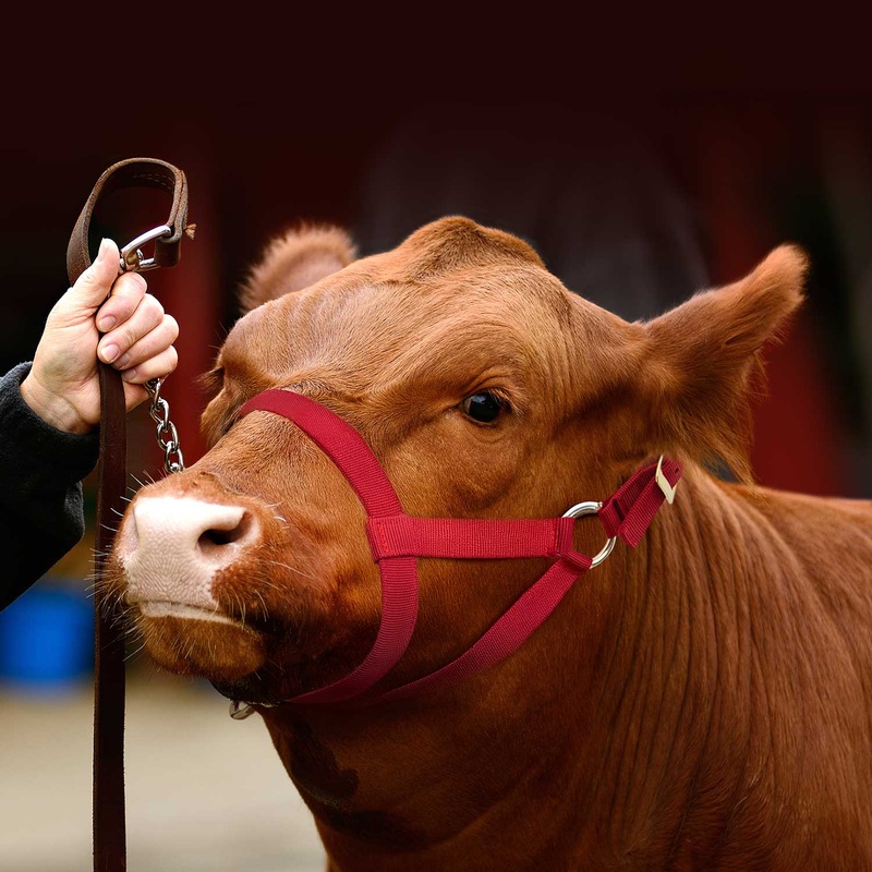 Nylon Cow Halter|Small (250-450 lbs)|Medium (450-750 lbs)|Large (750-1000 lbs)|Red|Black|Royal Blue|Purple|Forest Green
