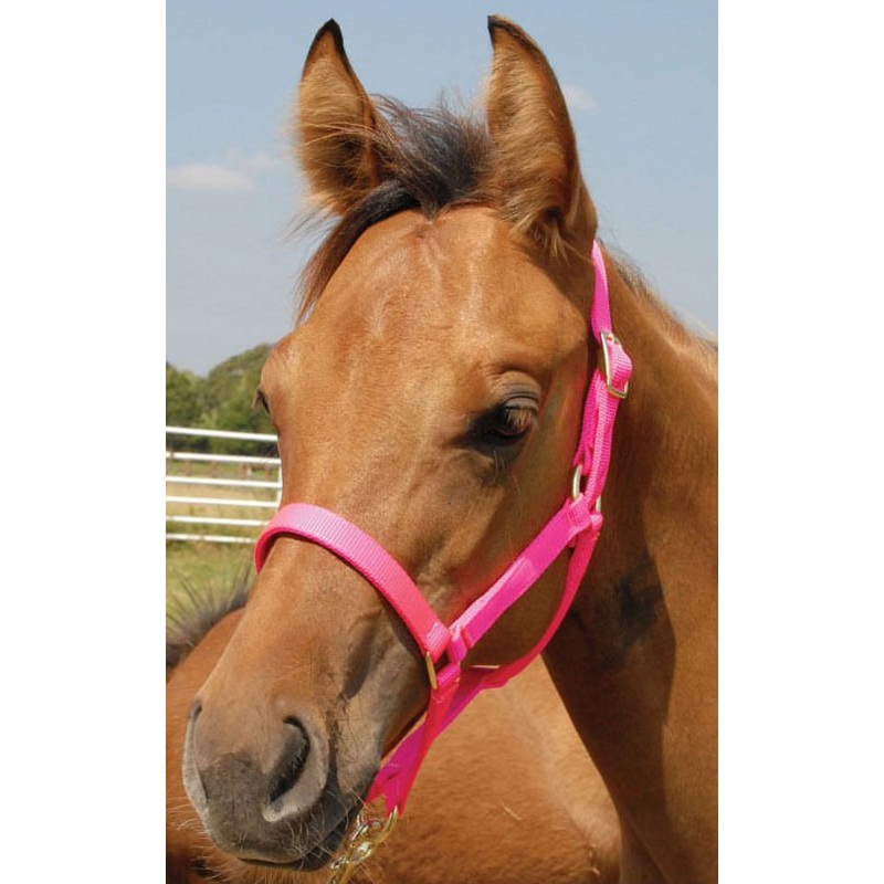 Nylon Foal & Pony Halter|Foal – Up to 200 lbs|Pony – Up to 300 lbs|Hot Pink|Turquoise|Red|Royal Blue|Purple|Green|Black