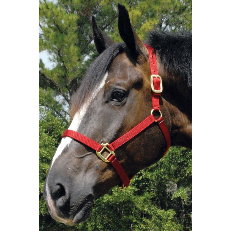 Premium Nylon Weanling & Yearling Horse Halters, 3-Ply, 1