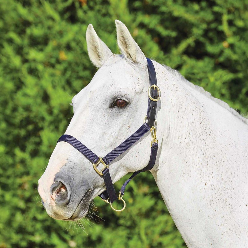 Nylon Breakaway Horse Halter|Warmblood|Cob|Navy|Purple|Black