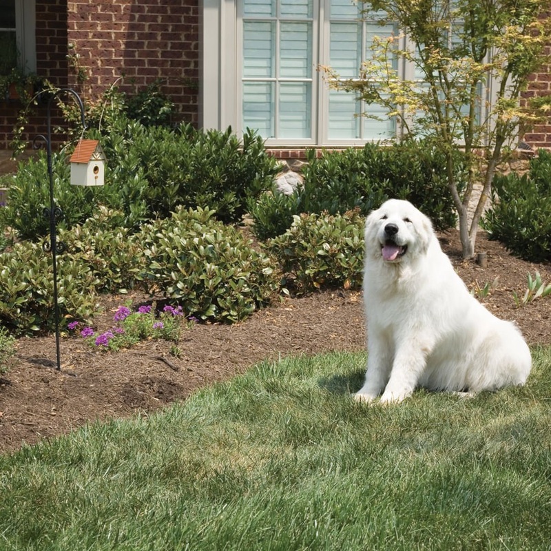 PetSafe Outdoor Dog Barking Control