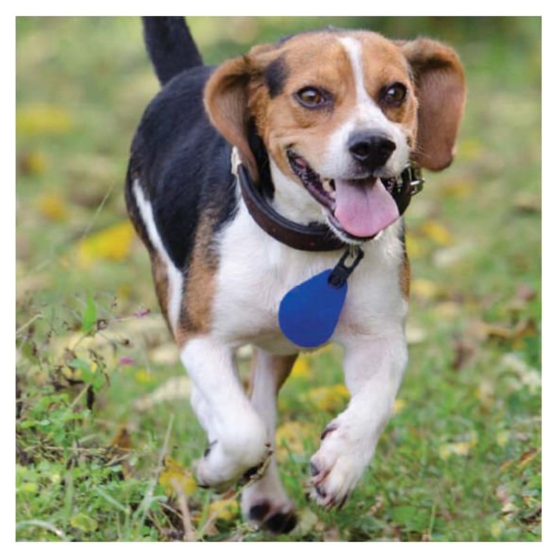 Spectra Shield Flea & Tick Collar Medallion for Dogs