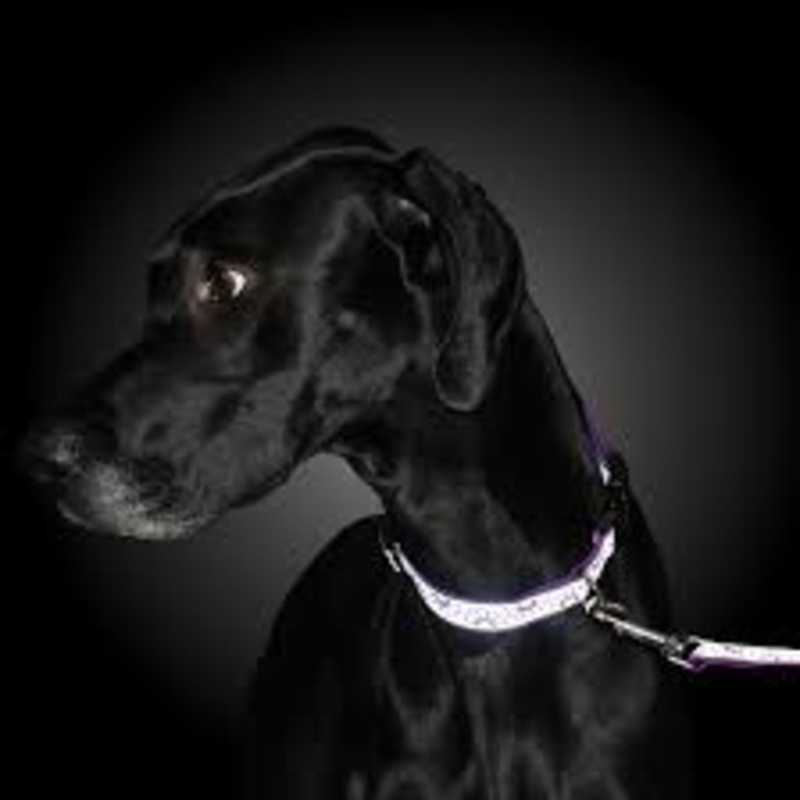 Lazer Brite 1 Dog Collar, 18-26