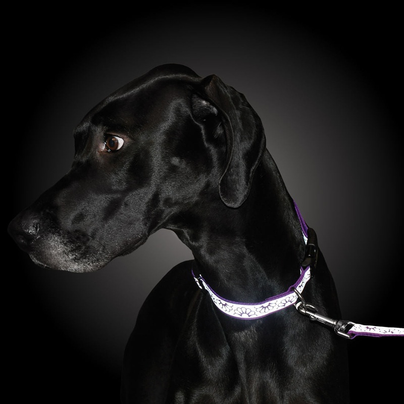 Lazer Brite Dog Collar, 12-18 x 5/8