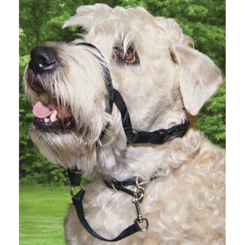 Walk ‘n Train Head Halter|Size 2|Size 3|Size 4