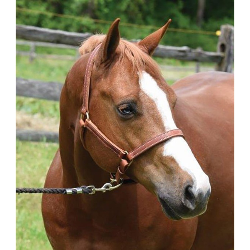 Perri’s Value Leather Horse Halter, Chestnut
