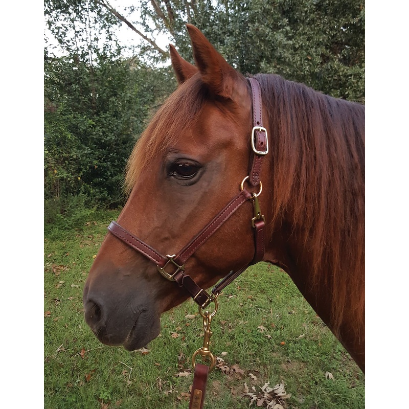 Perri’s Leather Horse Halter and Lead