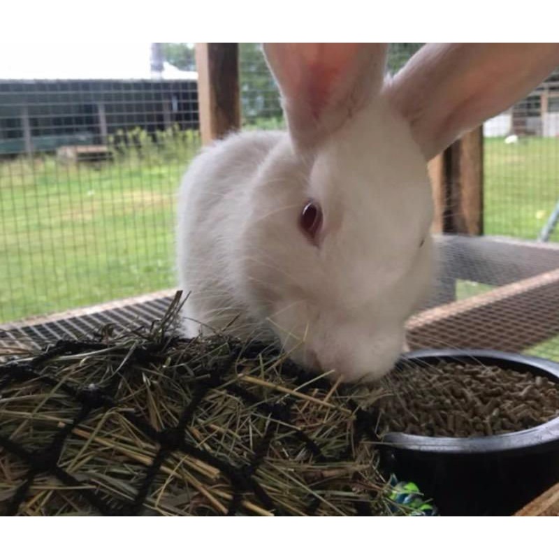 Hay Chix Fun Foraging Net