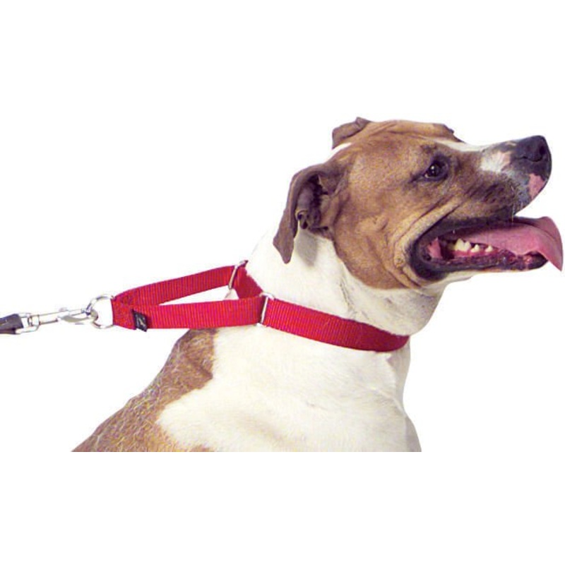 The Premier Training Collar for Dogs