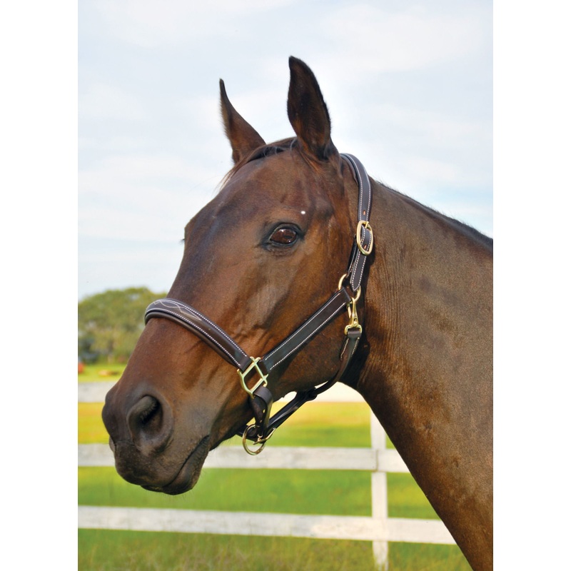 Uniquely English Fancy Stitched Leather Horse Halter