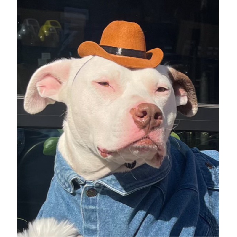 Pet Krewe Cowboy Hat