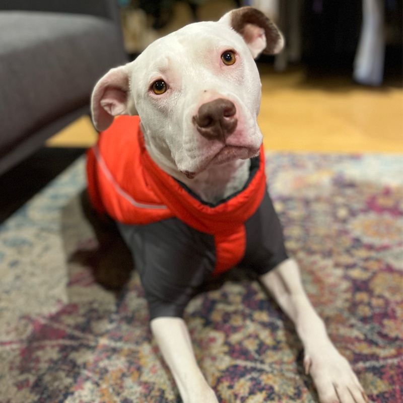 Ruffwear Furness Jacket|Red Sumac|XXS|XS|S|M|L|XL