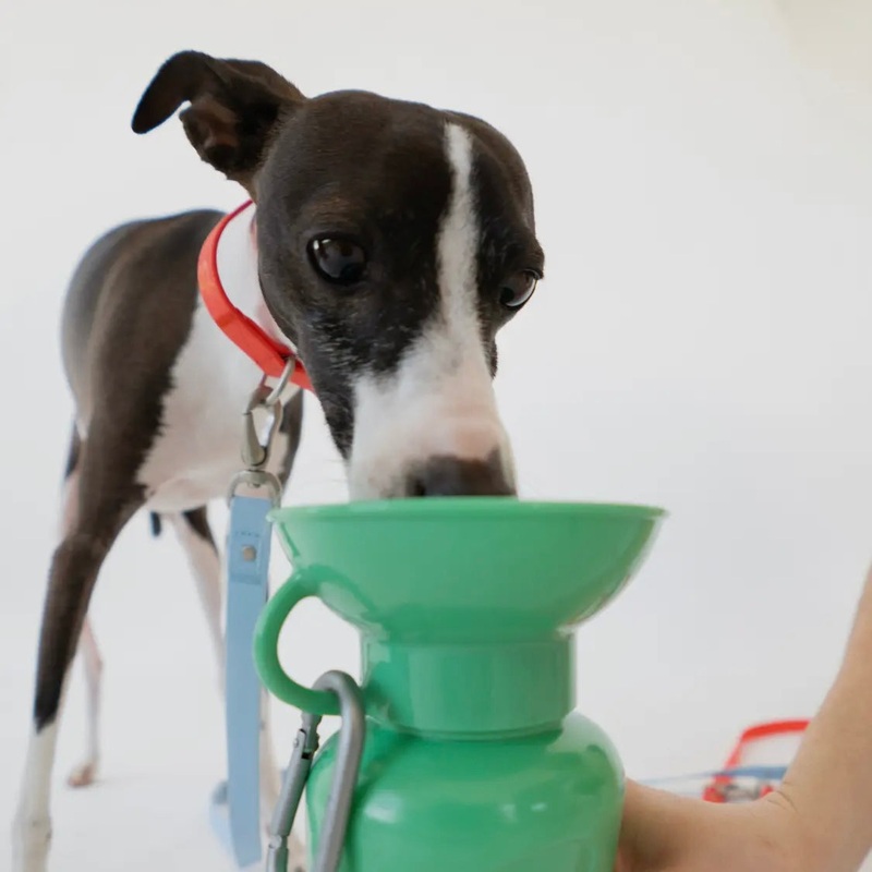 Springer 22 oz Leak Tight Classic Travel Bottle