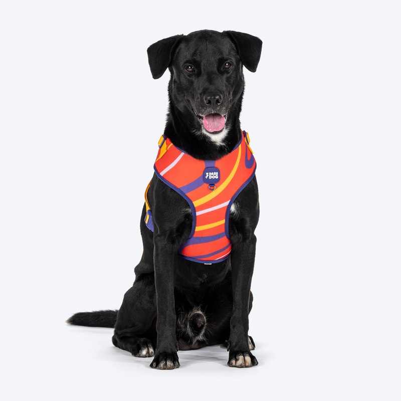 Dash Dog Radiant Blaze Easy Walk Harness For Dog – Orange