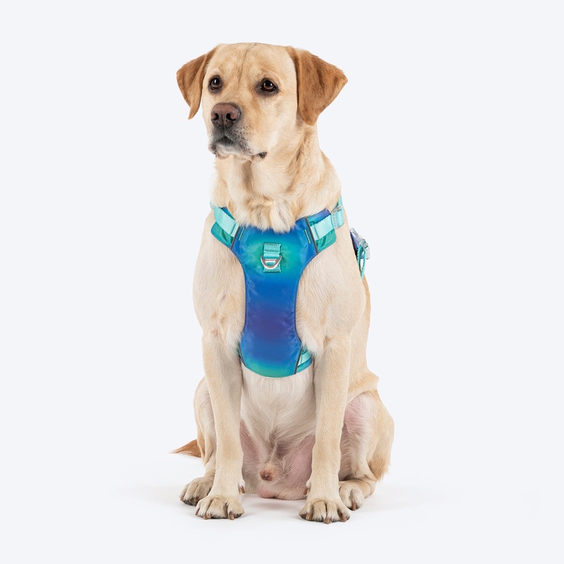 Dash Dog Seafoam Storm Outdoor Ease Harness For Dog – Aqua Blue