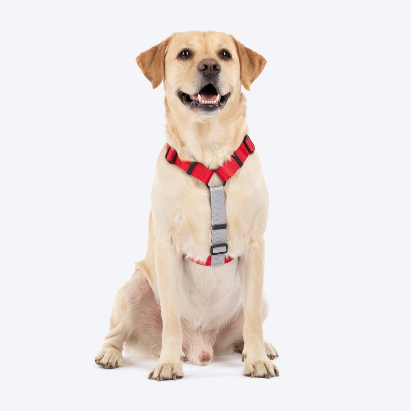 HUFT Classic H Harness For Dog – Cherry Red