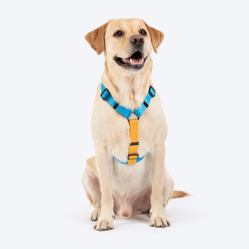 HUFT Classic H Harness For Dog – Ocean Blue