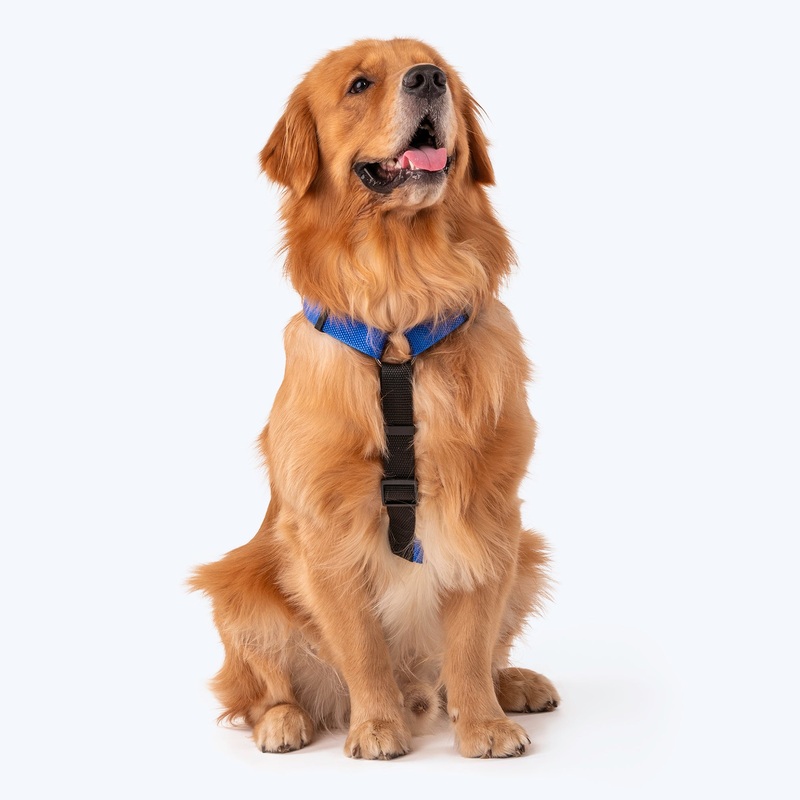 HUFT Basics Dog H-Harness – Cobalt Blue