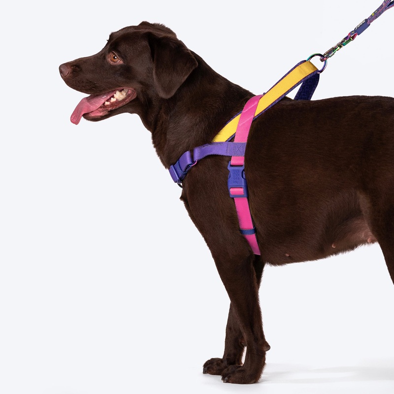 Dash Dog On-The-Go Harness For Dog – Yellow