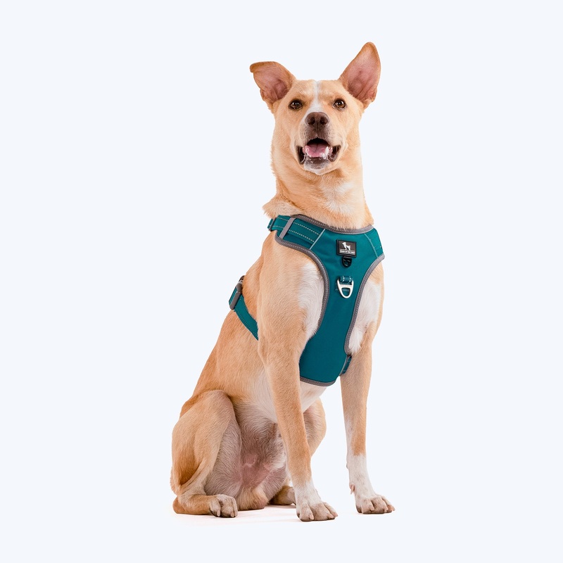 HUFT Active Pet Dog Harness – Teal Blue