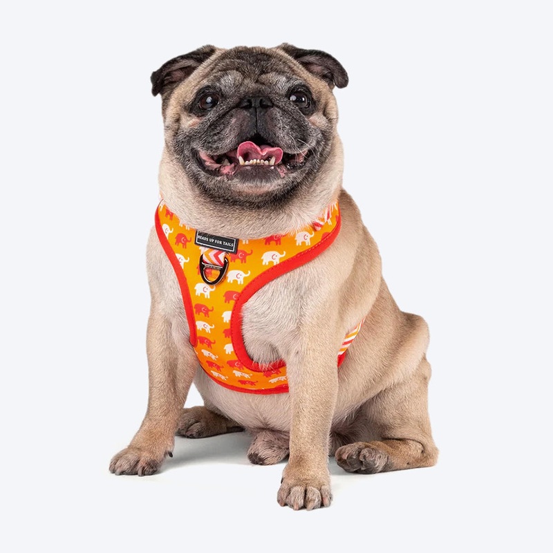 HUFT Summer Legacy Printed Dog Harness