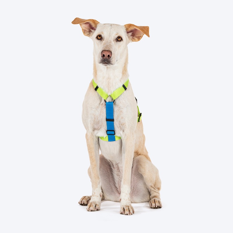 HUFT Basics Dog H Harness – Neon Green & Blue