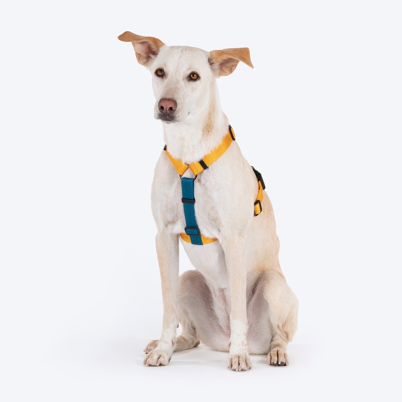 HUFT Basics Dog H Harness – Yellow & Blue