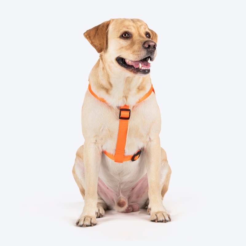 TLC Step-In Harness For Dog – Orange