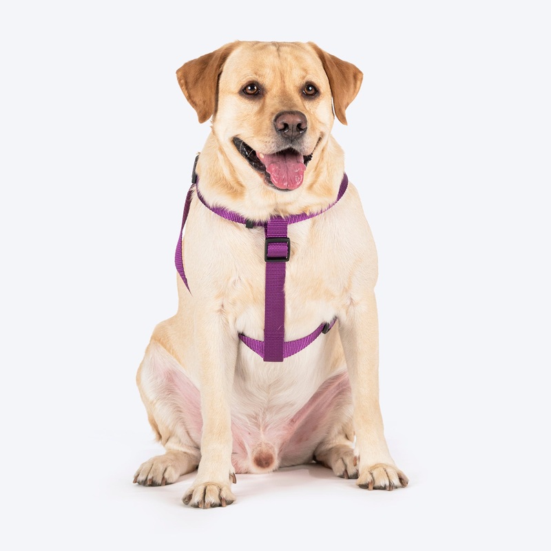 TLC Step-In Harness For Dog – Purple