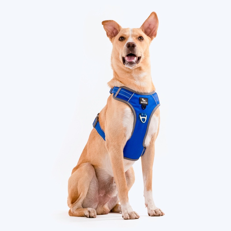 HUFT Active Pet Dog Harness – Royal Blue
