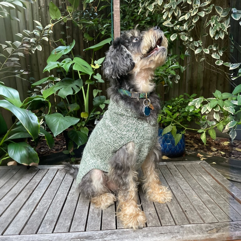 Major Shawl Collar Sweater – Marled Forest Green