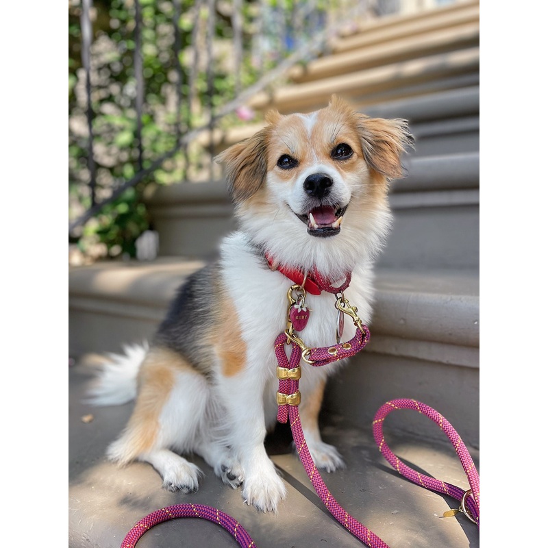 Ruby Leash Extender & Back Up Clip