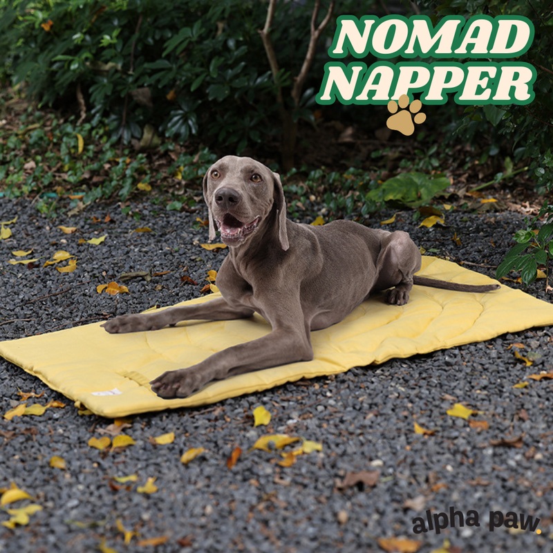 Nomad Napper: The Perfect Dog Travel Mat for Paws on the Go